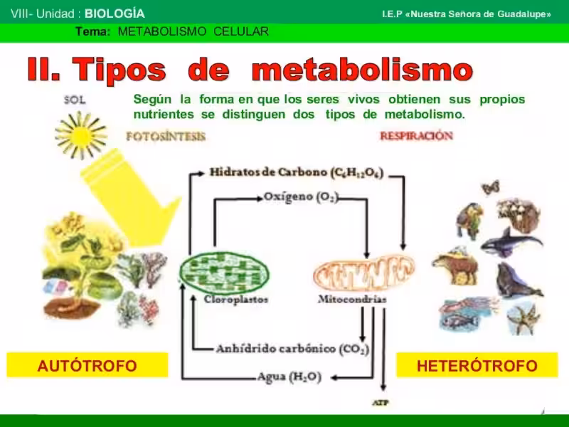 Los 3 Tipos de Metabolismo y su Impacto en tu Bienestar Espiritual