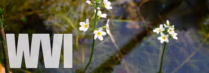 La Flor de Agua Violeta: Un Viaje de Espiritualidad y Bienestar